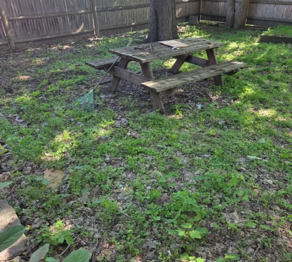 Yard Cleanup