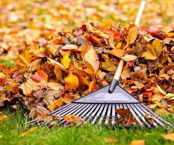 Yard Waste, Tree Debris & Seasonal Cleanup