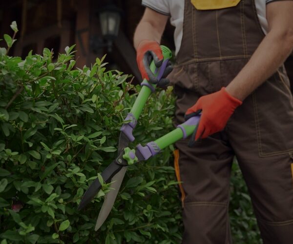 Tree & Shrub Care