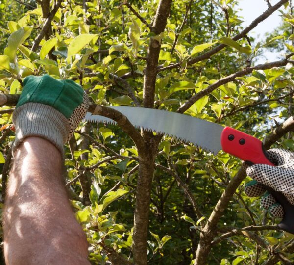 Tree Trimming / Grinding