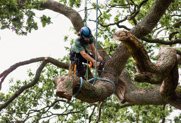 Tree Removal