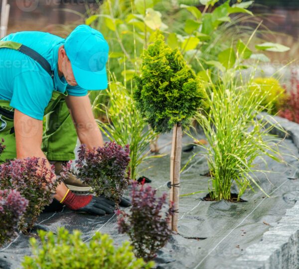 Lawn Care in Brockton — T Davis Lawn Service — photo 6