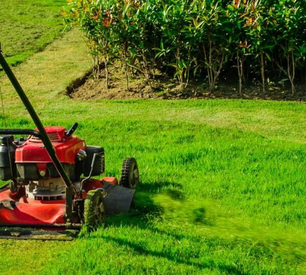 Lawn Care in Randolph — T Davis Yard Services in Boston, MA — photo 9