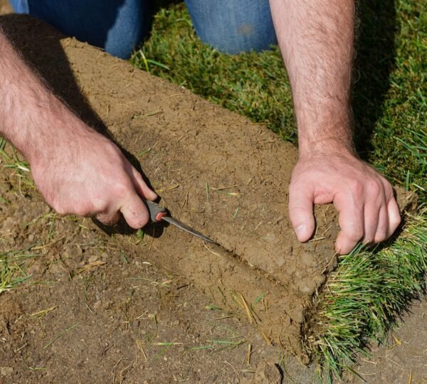Lawn Care in Randolph — T Davis Yard Services in Boston, MA — photo 8